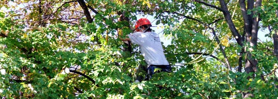 Bay St. Louis Tree Removal | Acadian Tree and Stump Removal Service