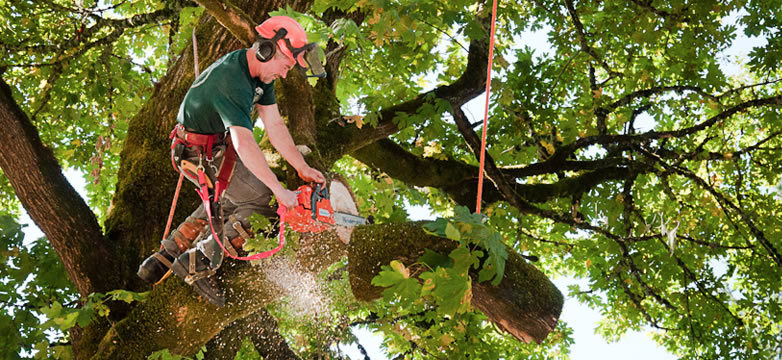 Tree Removal Abita Springs