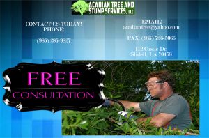 Tree Removal Madisonville