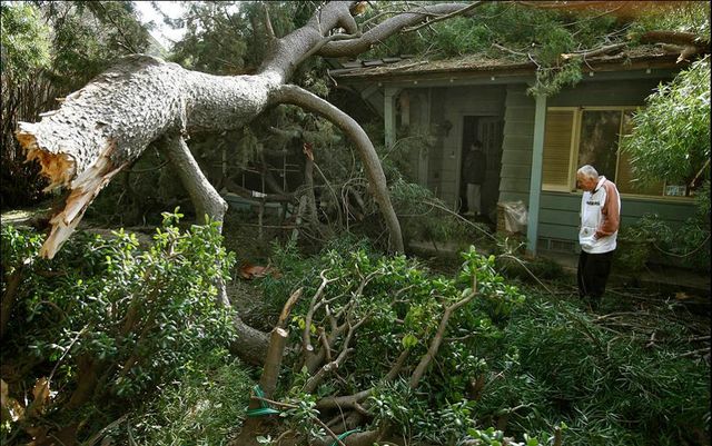 Tree Removal in Louisiana 