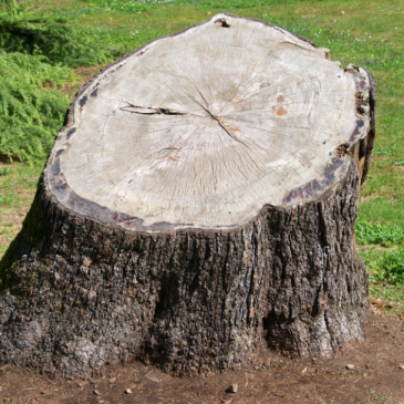 WHAT IS STUMP GRINDING?